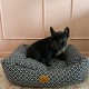DOG BED BLOSSOM- MEDIUM