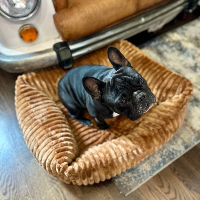 DOG BED FLUFFY TEDDY - MEDIUM